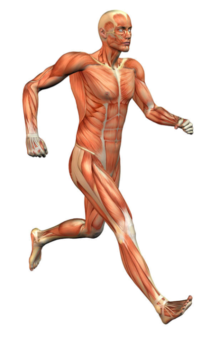 Eriksrud O. (2014) Measuring sports performance using robotic technology. IcSPORTS 2014